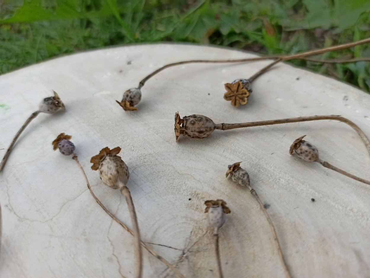 Коробочка мака фото