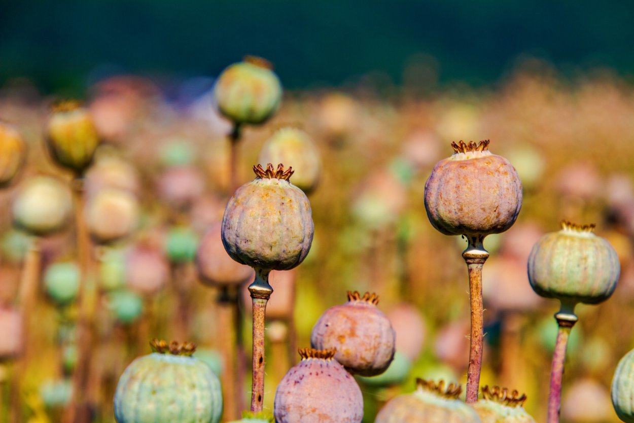 Мак полевой коробочка