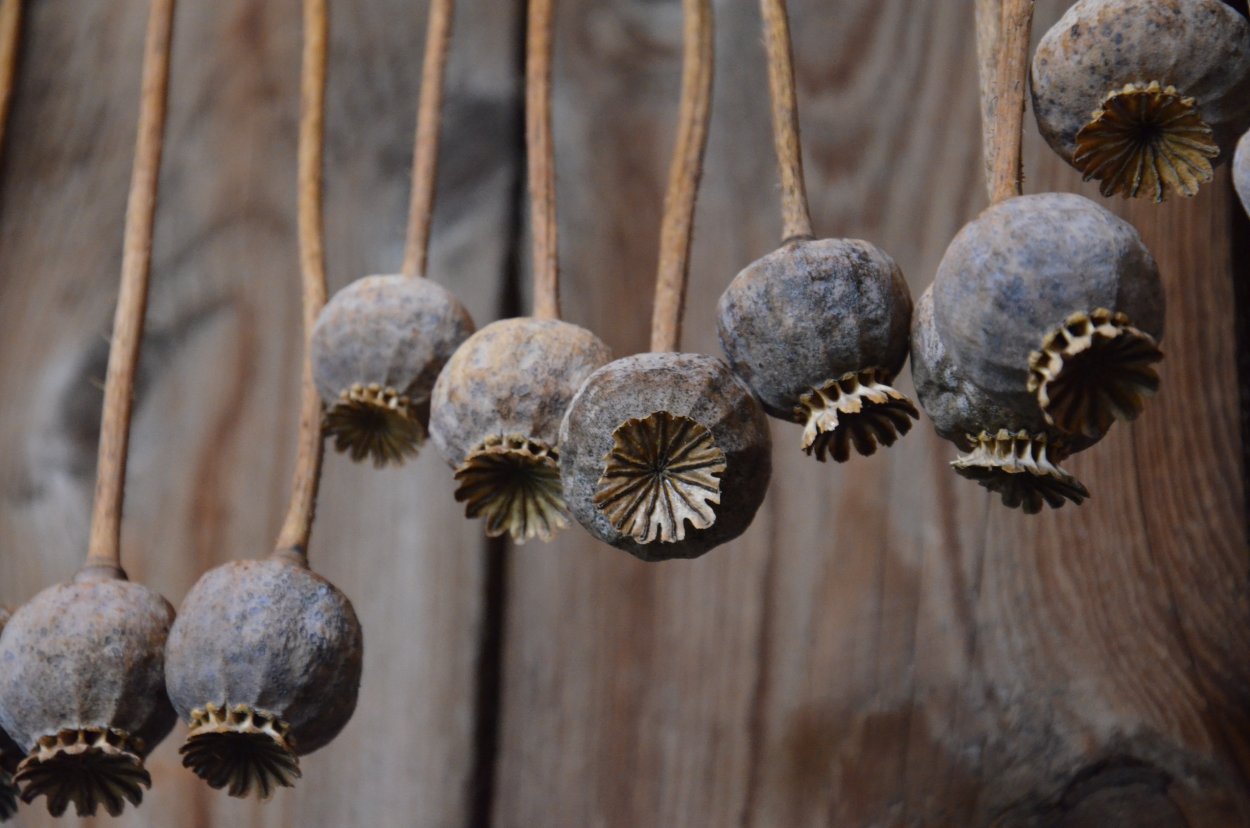 Опиумный Мак сушеный