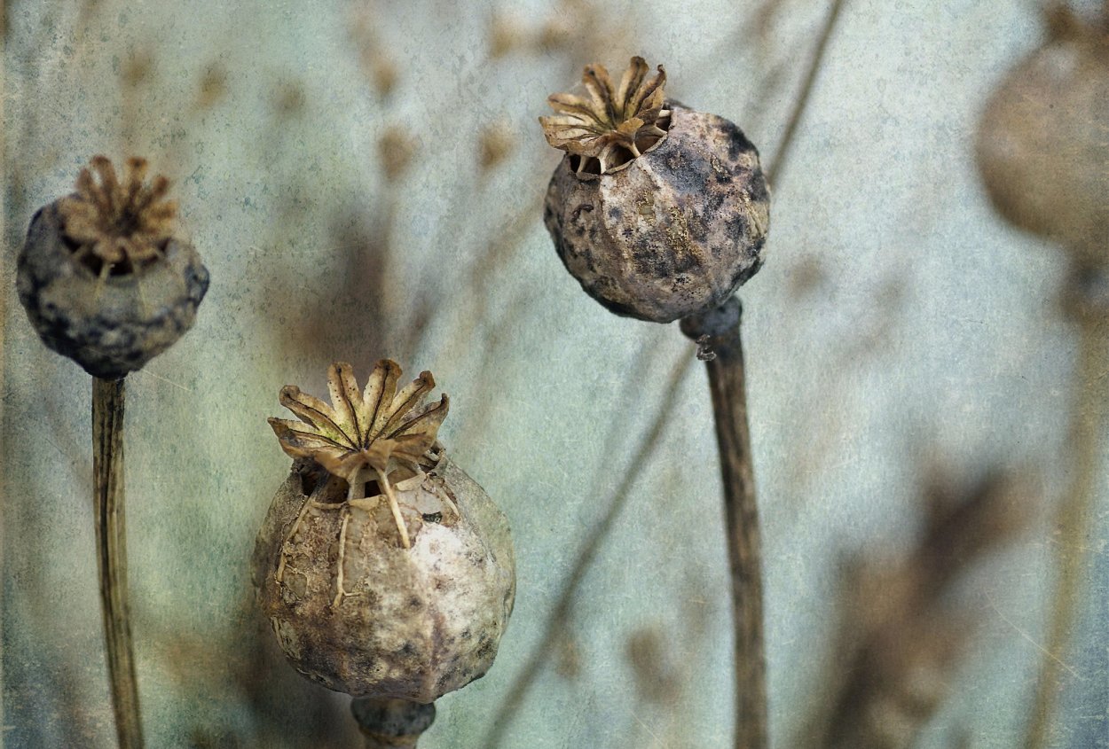 Цветы маковые бошки