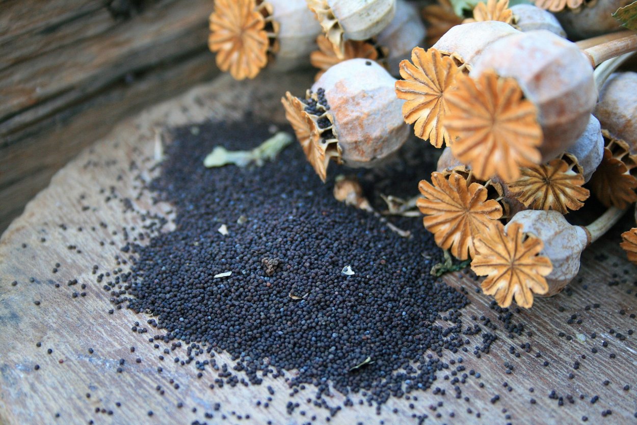 Семена мака декоративного