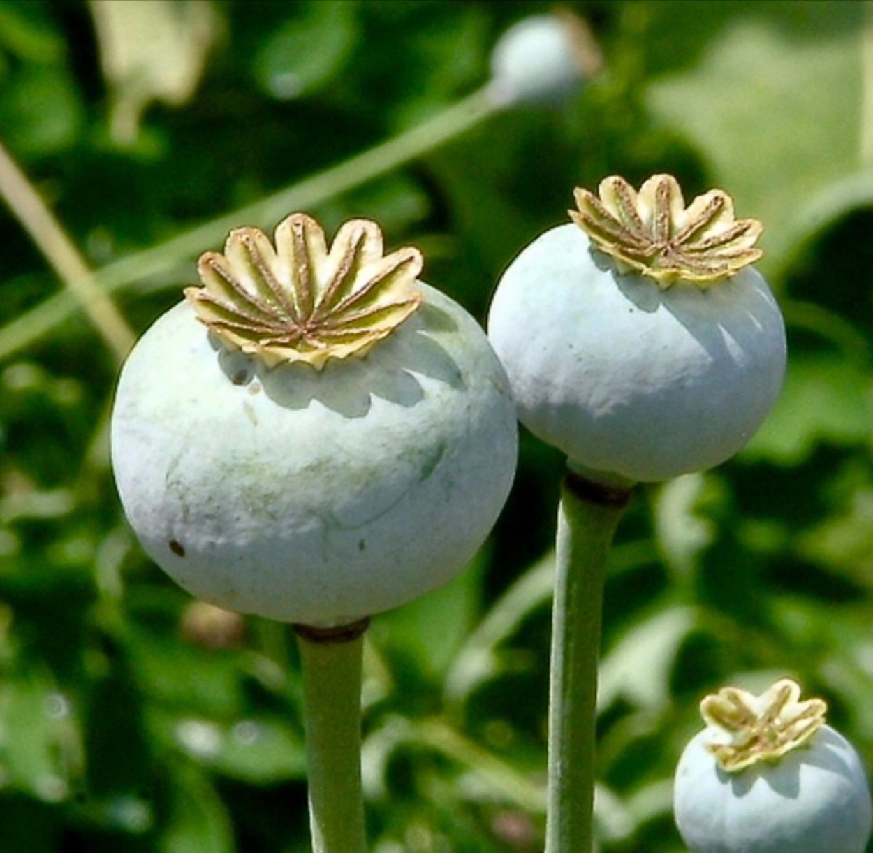 Мак опийный (Papaver somniferum)