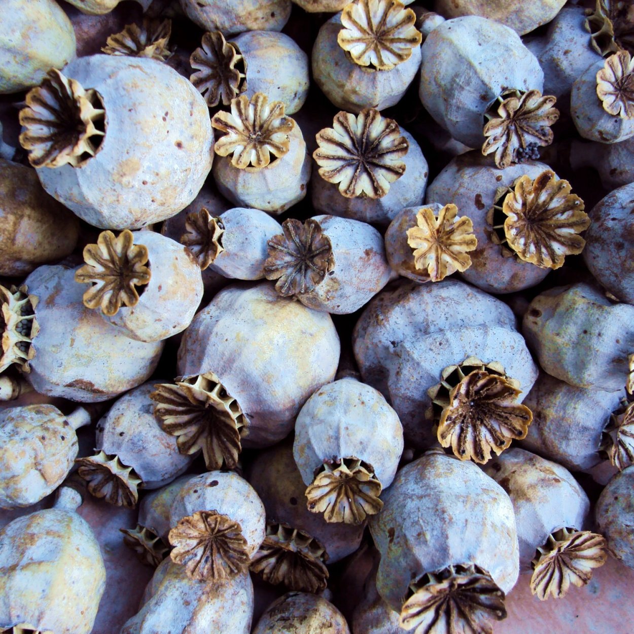 Коробочка мака