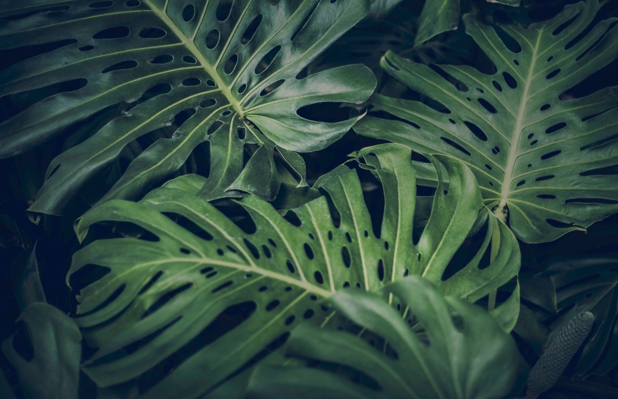 Монстера крупнолистная