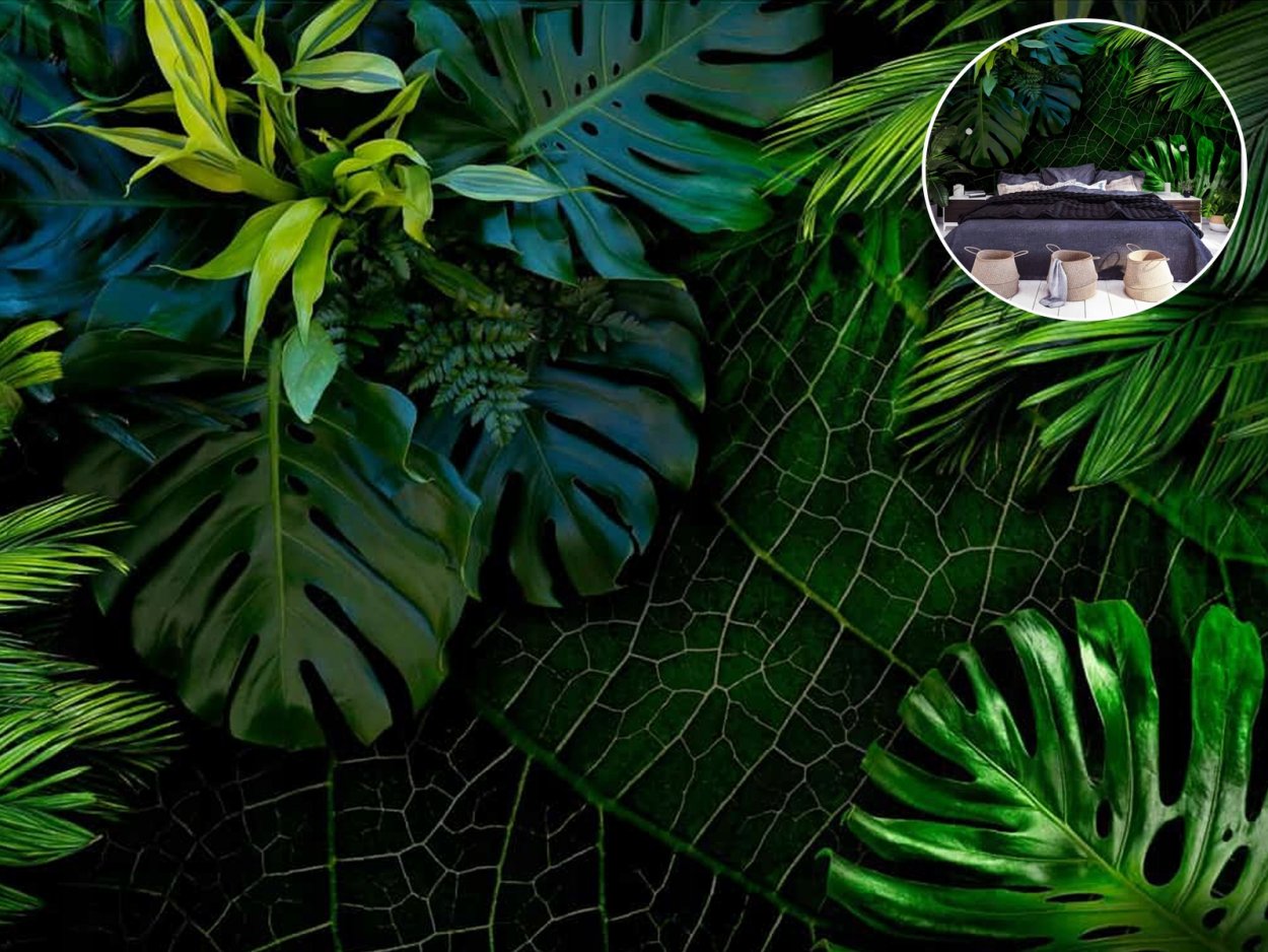 Папоротник пальмы монстера