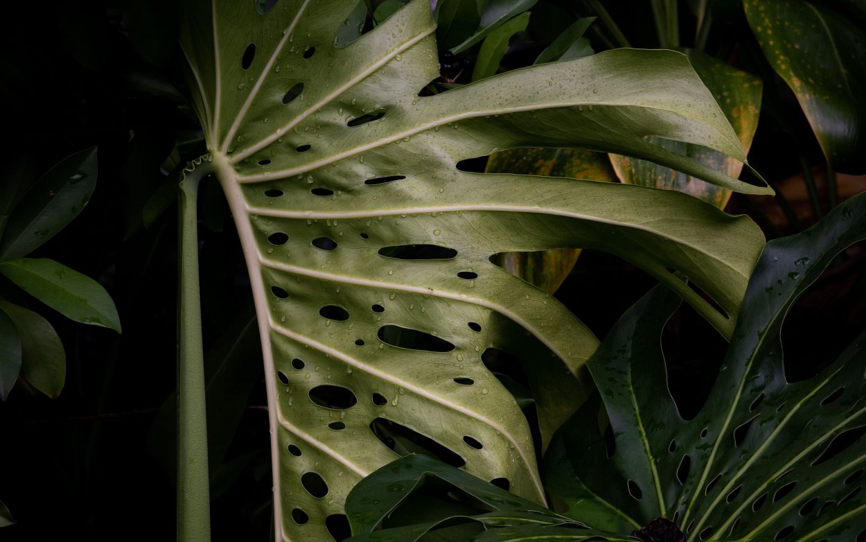 Монстера на черном фоне