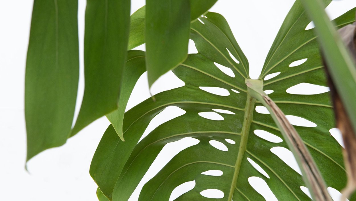 Картина листья монстеры