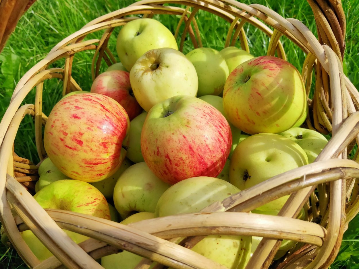 Яблоки Падалица