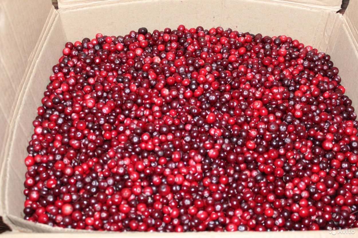 Клюква Вологодская область