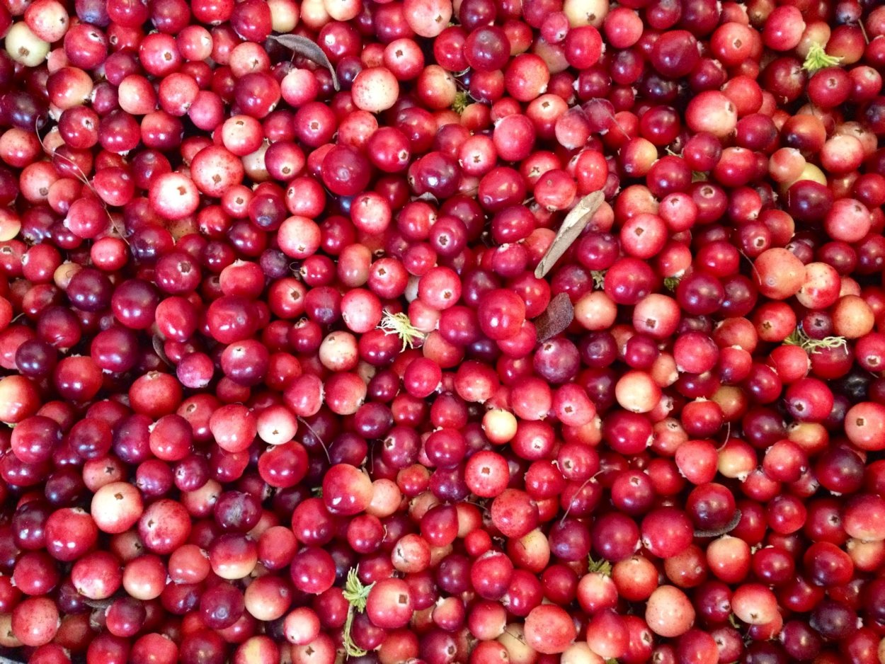 Клюква дикорос