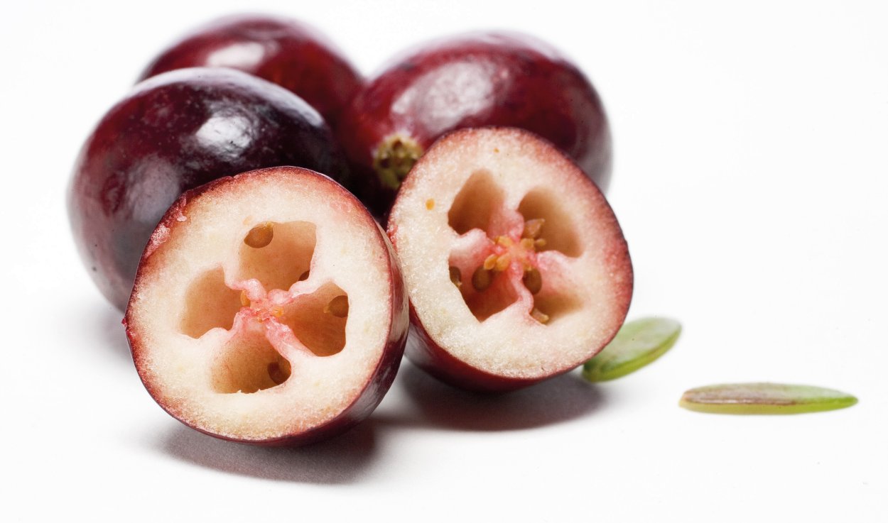 Брусника в разрезе