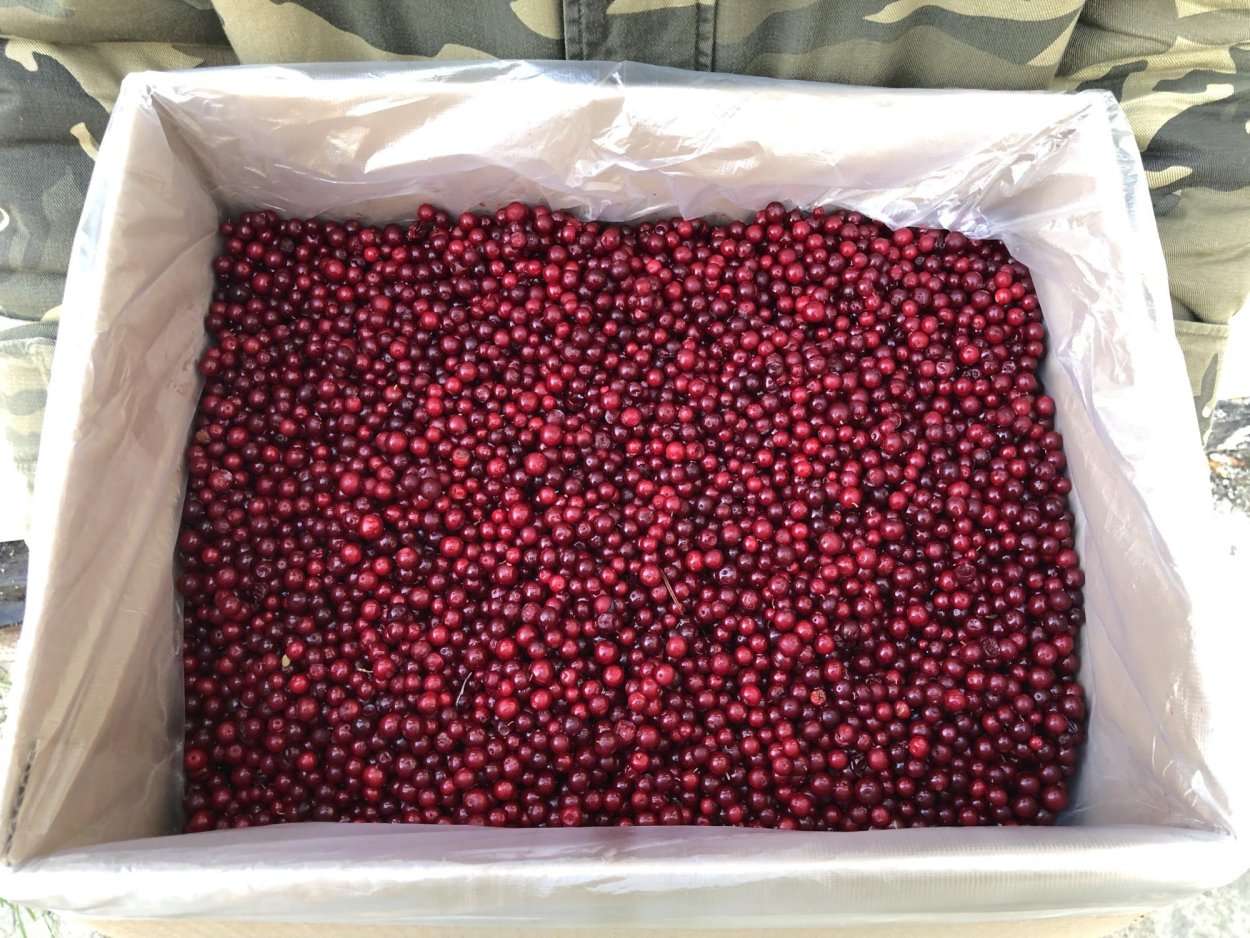 Брусника в ящиках