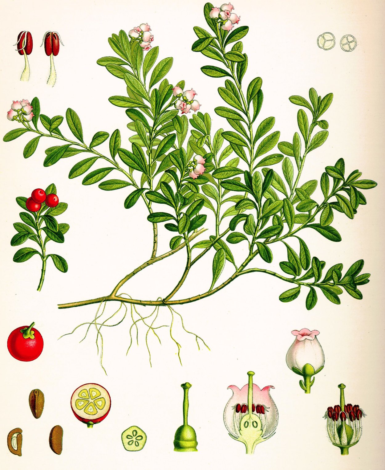 Толокнянка и брусника