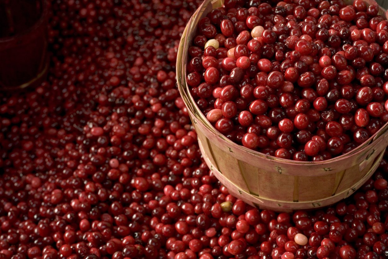 Мочёные ягоды (клюква, брусника, голубика, черника)