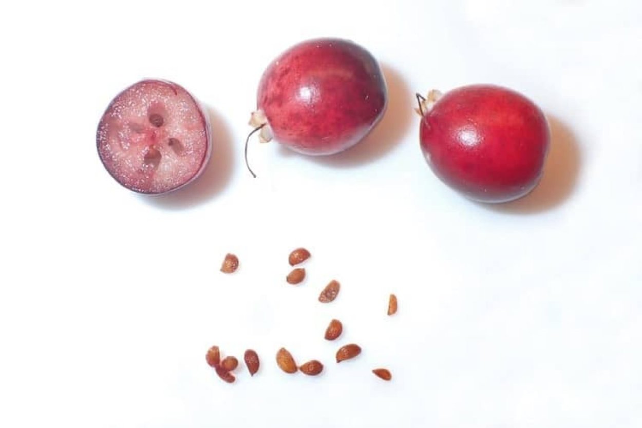 Клюква с косточкой семена