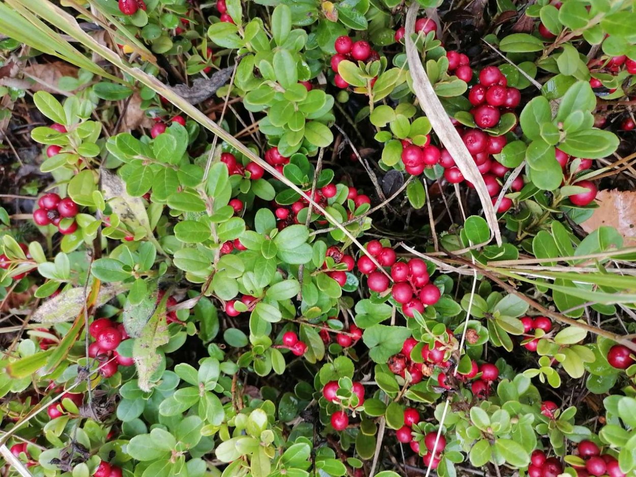 Брусника в Калининградской области