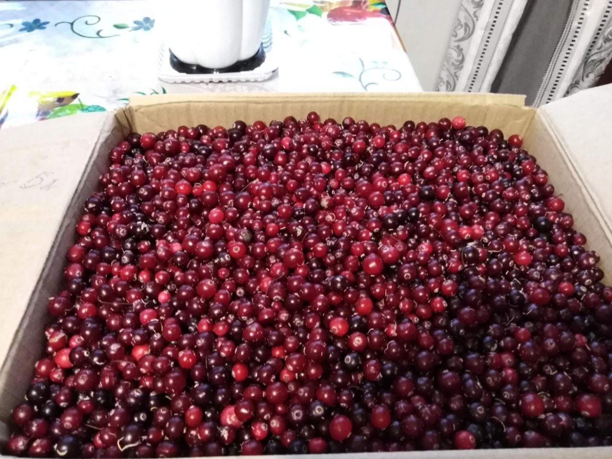 Ягода клюква 250