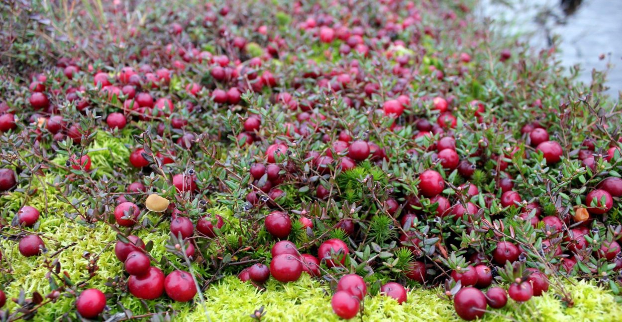 Растение клюква Болотная