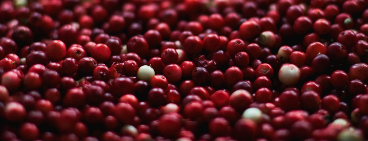 Фон исследования клюквы