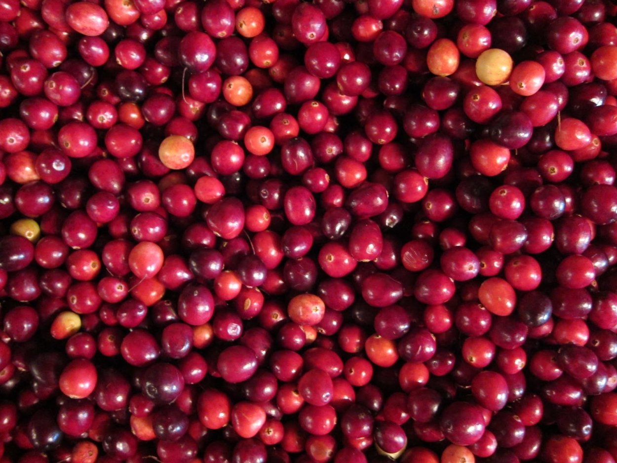 Клюква крупная