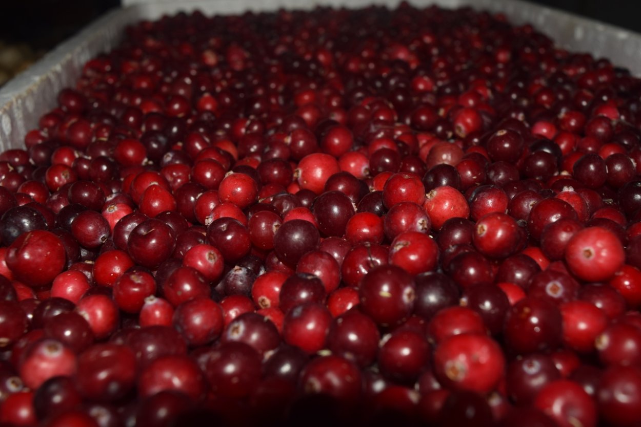 Дикорос (клюква брусника малина)