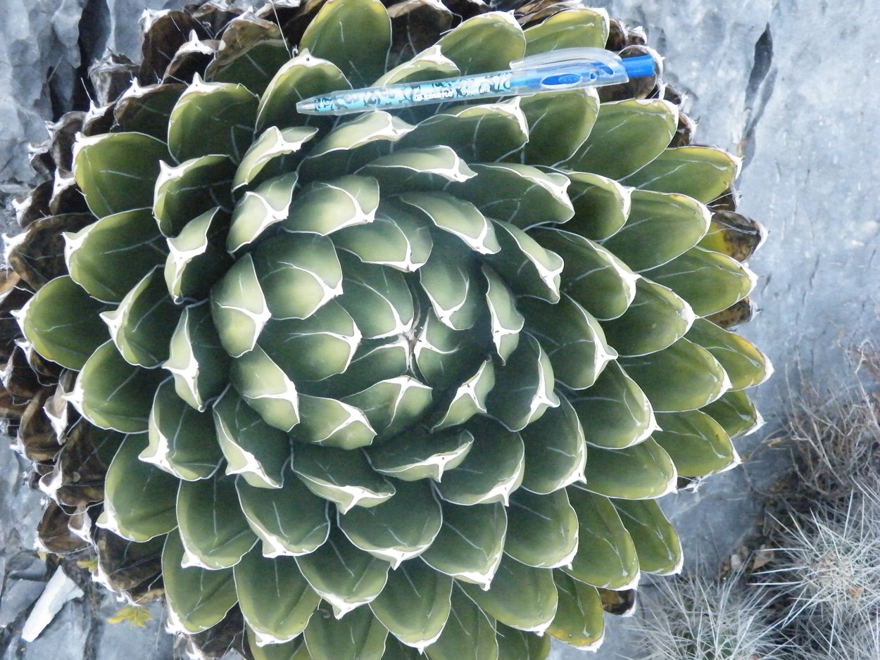 Agave victoriae Reginae