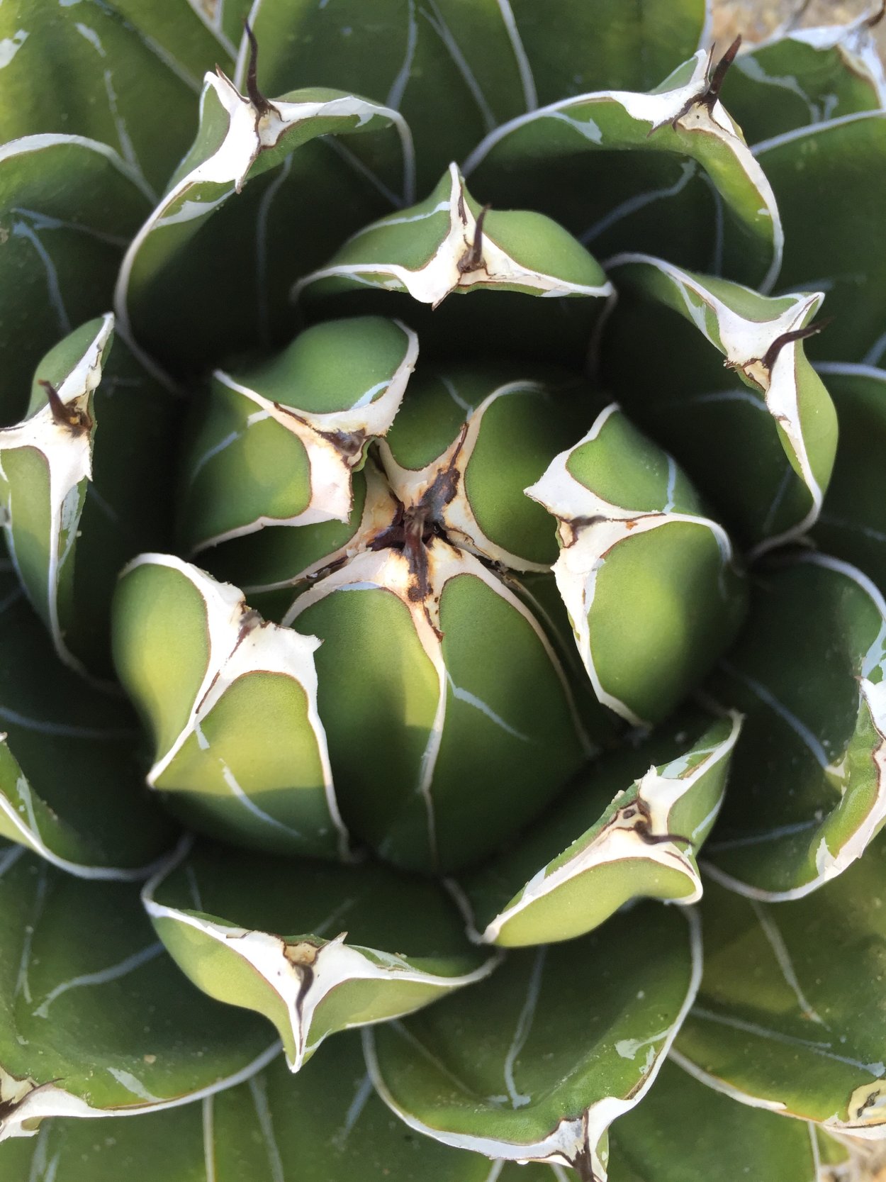 Агава зеленая