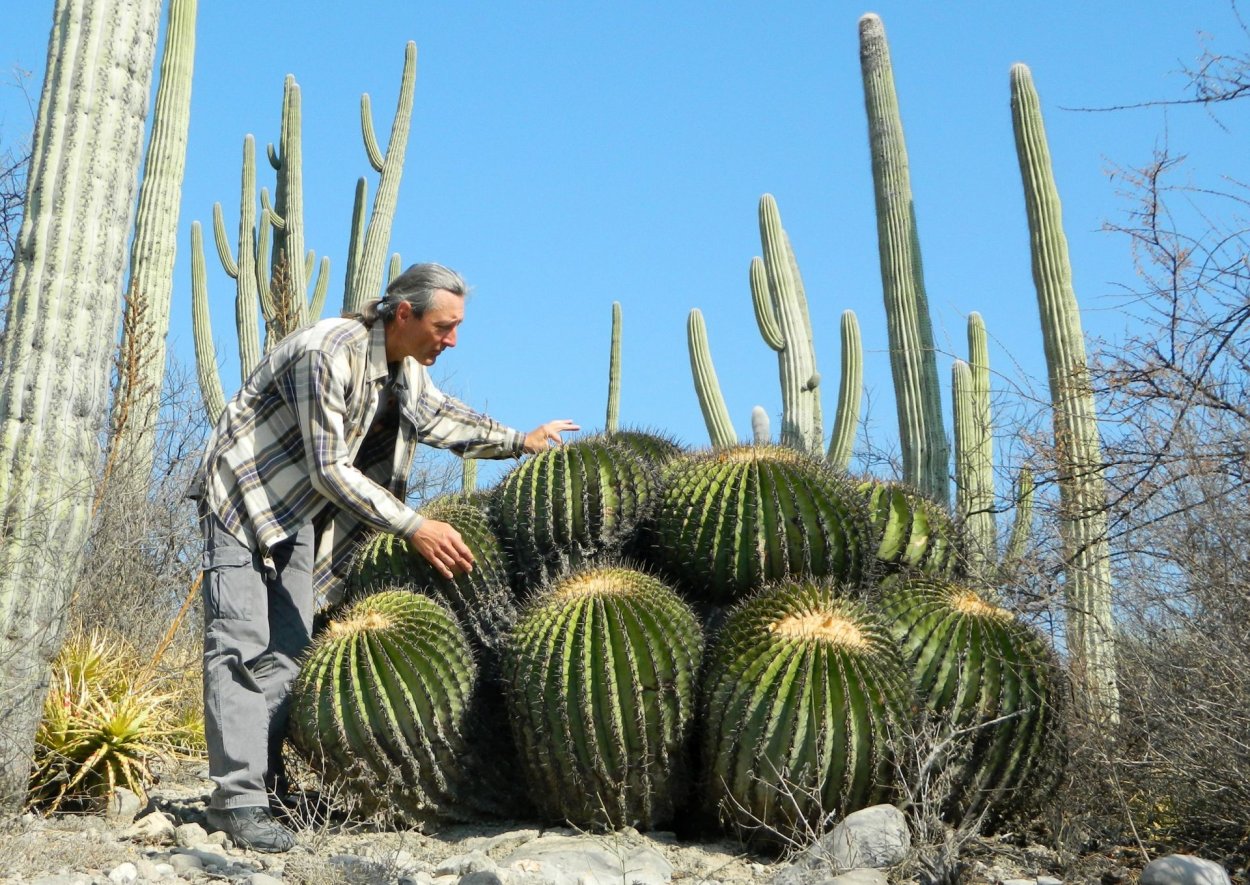 Мексиканская кошениль