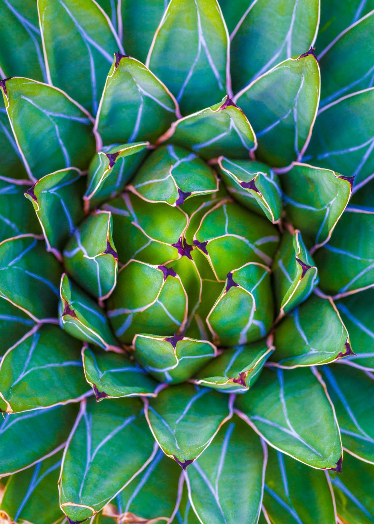 Агава фрукт