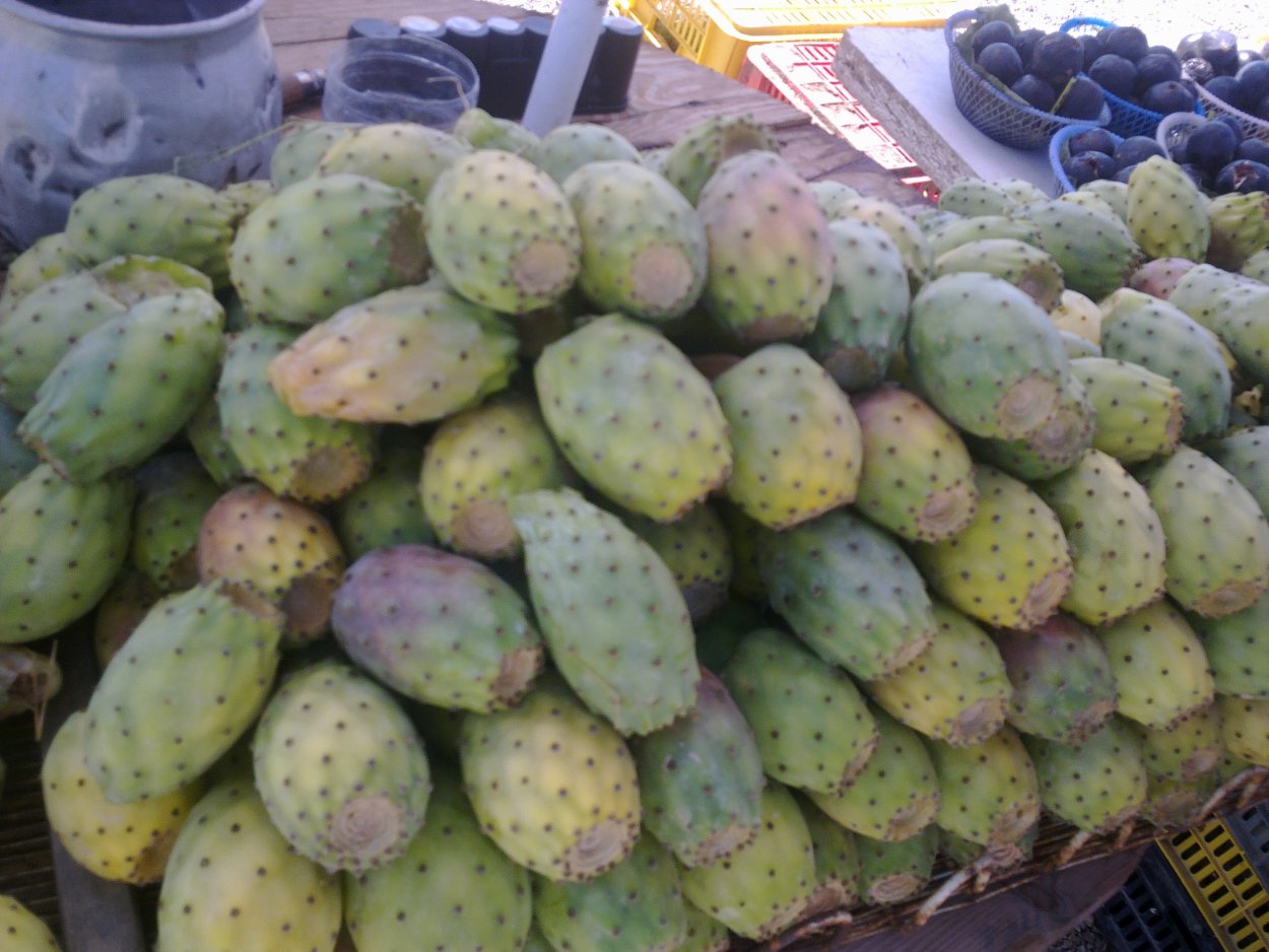 Агава фрукт Египет