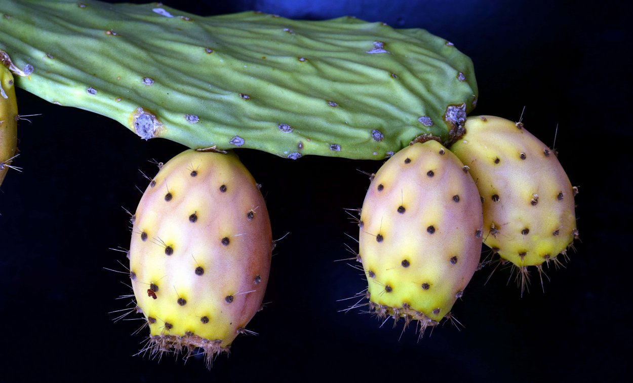 Опунция в разрезе