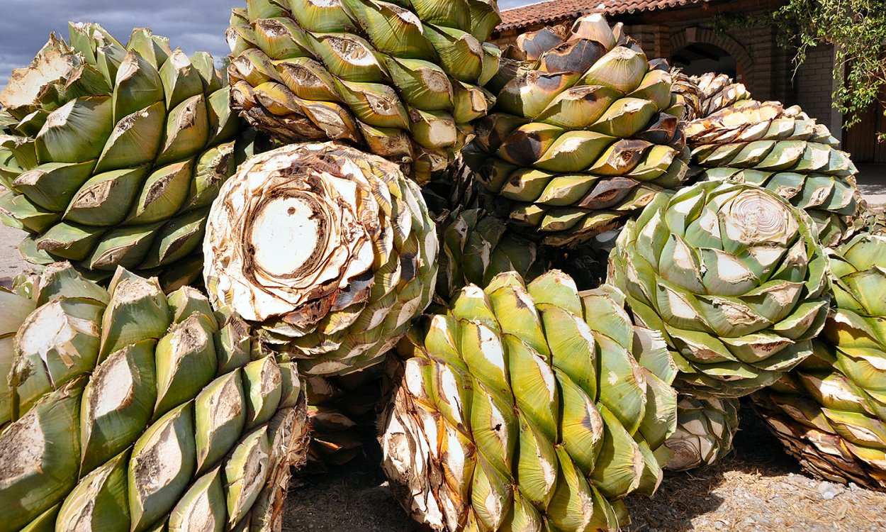 Фруктаны Агавы