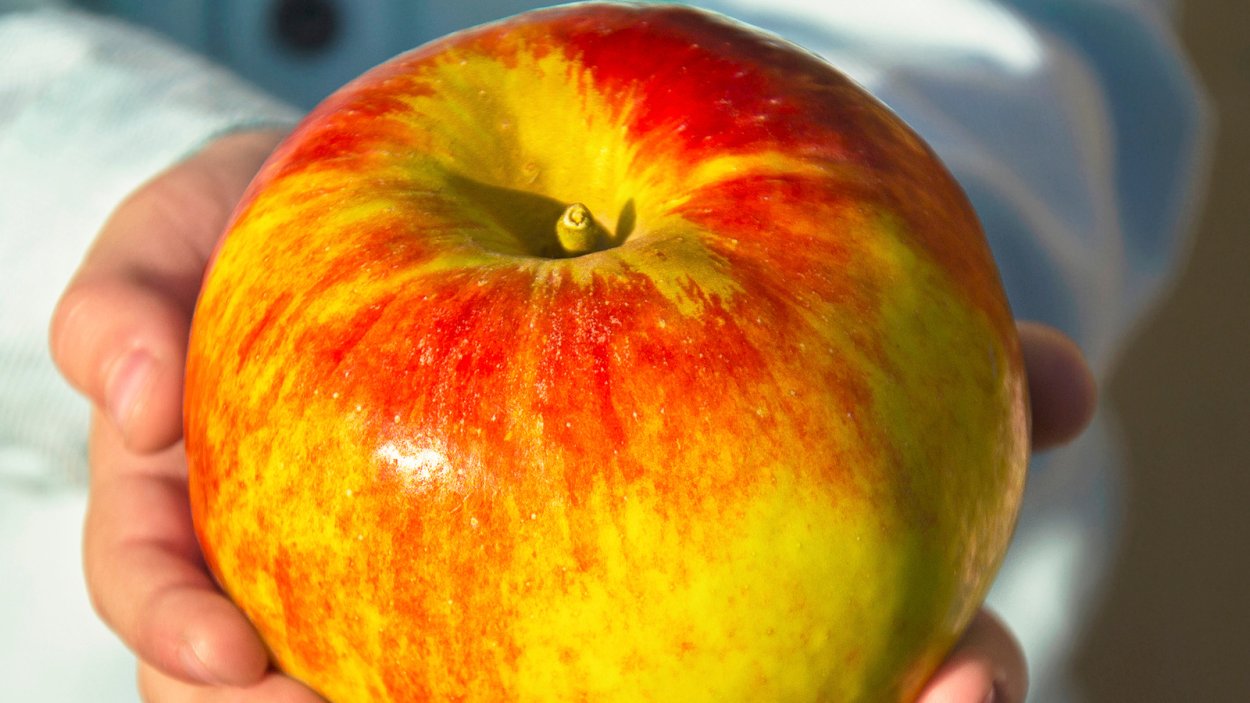 Алматинский Апорт яблоки