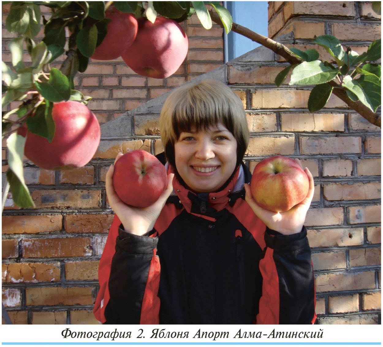 Яблоня Апорт Алма Атинский