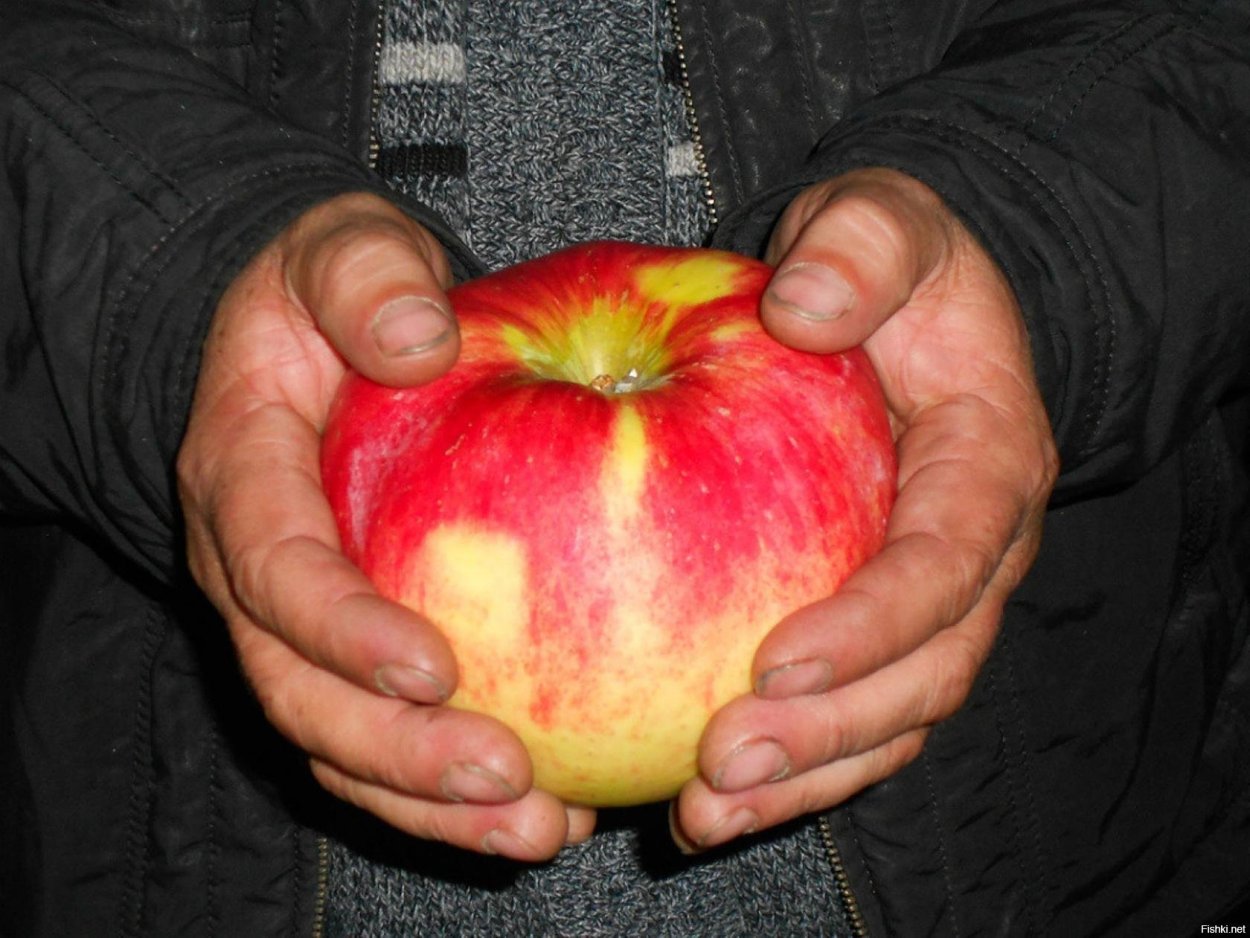 Сорт яблок Алматинский Апорт