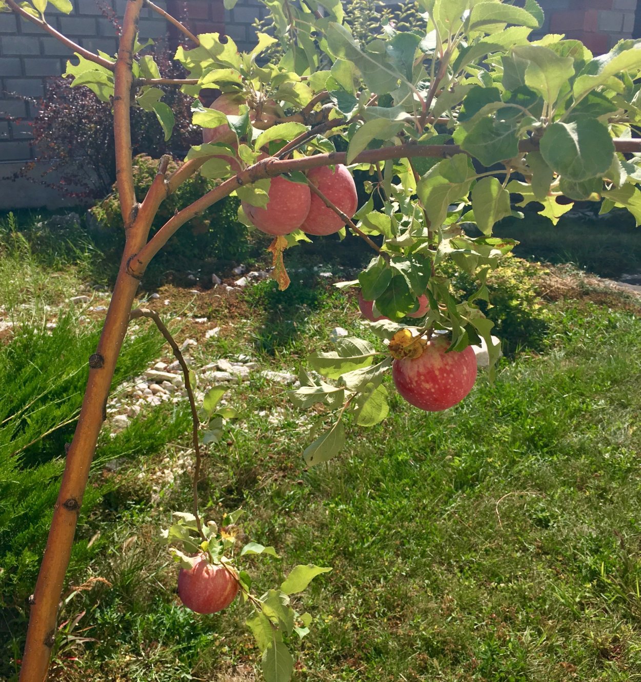 Яблоня Апорт Дубровского