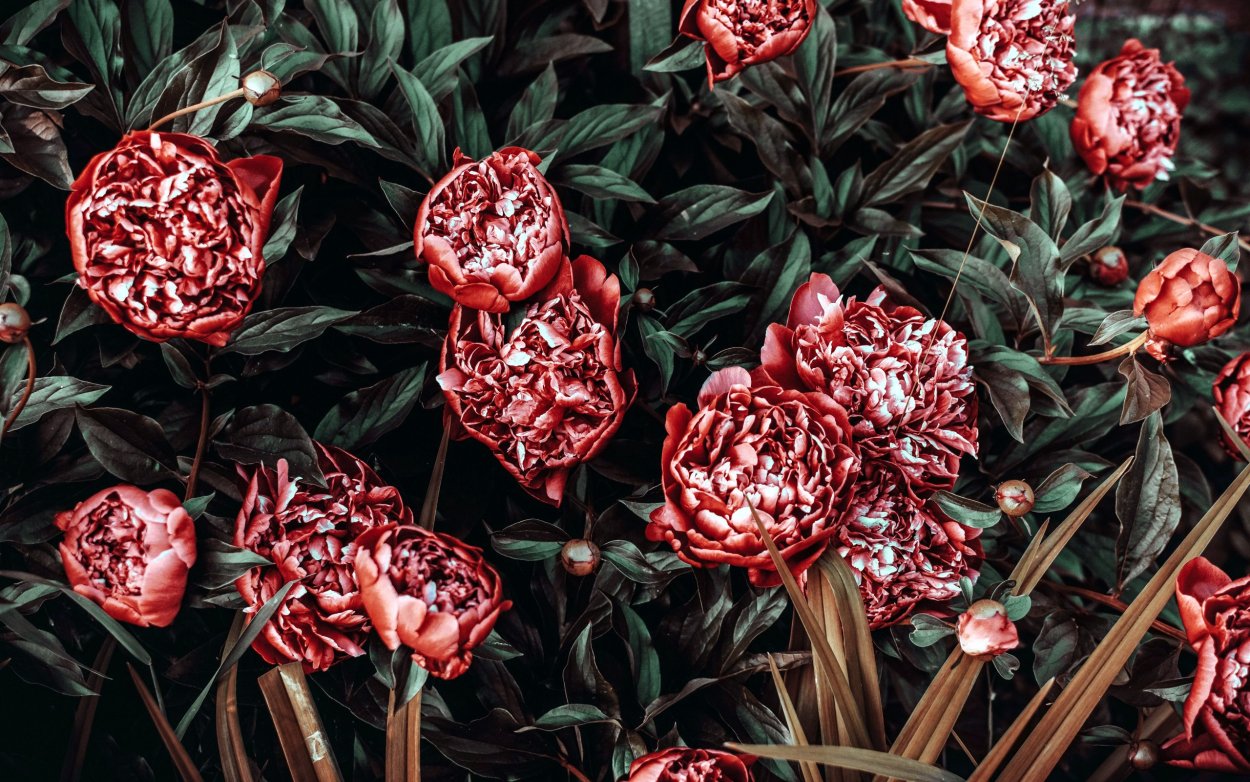 Эстетика красных пионов