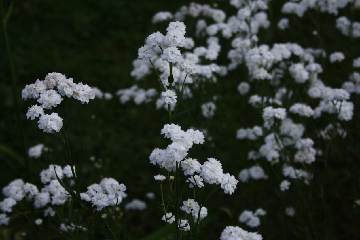 Эстетика белого цвета