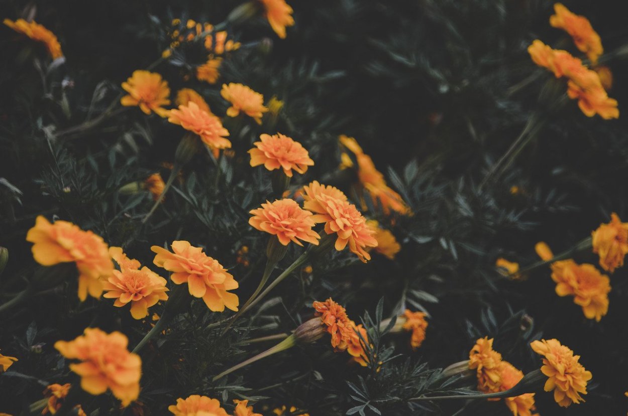 Эстетика оранжевого и зеленого