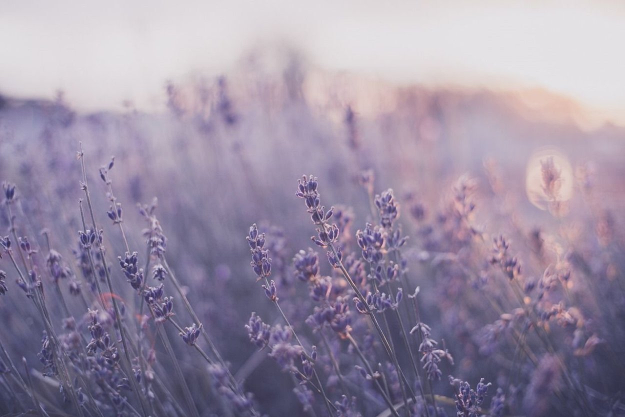 Лаванда Lavender aesthetic