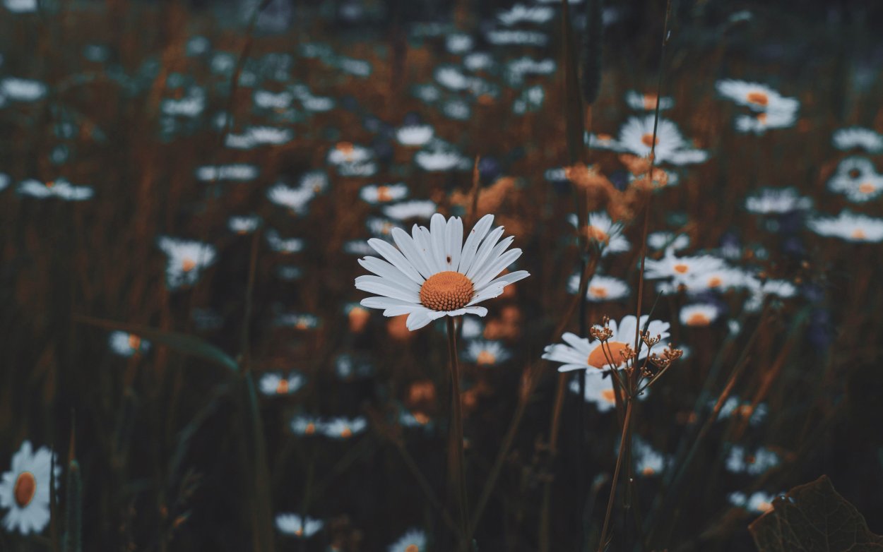 Лето Эстетика