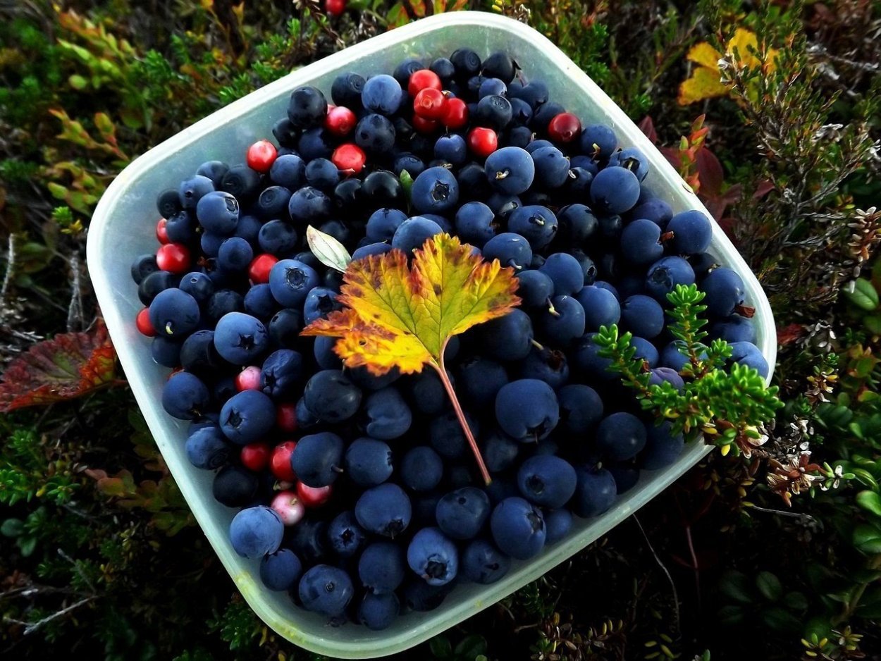 Черника Северная ягода