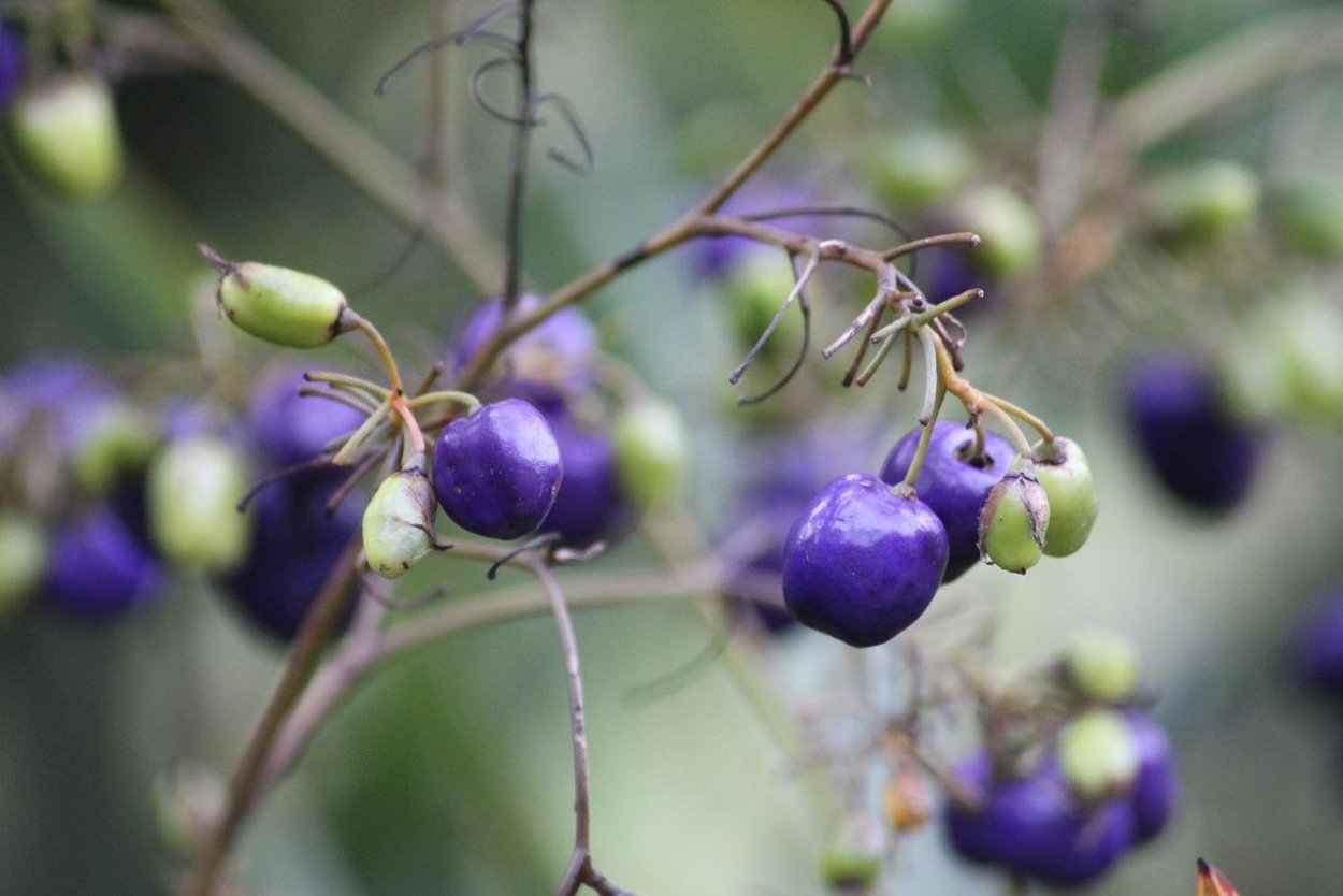 Фиолетовая ягода на кустах