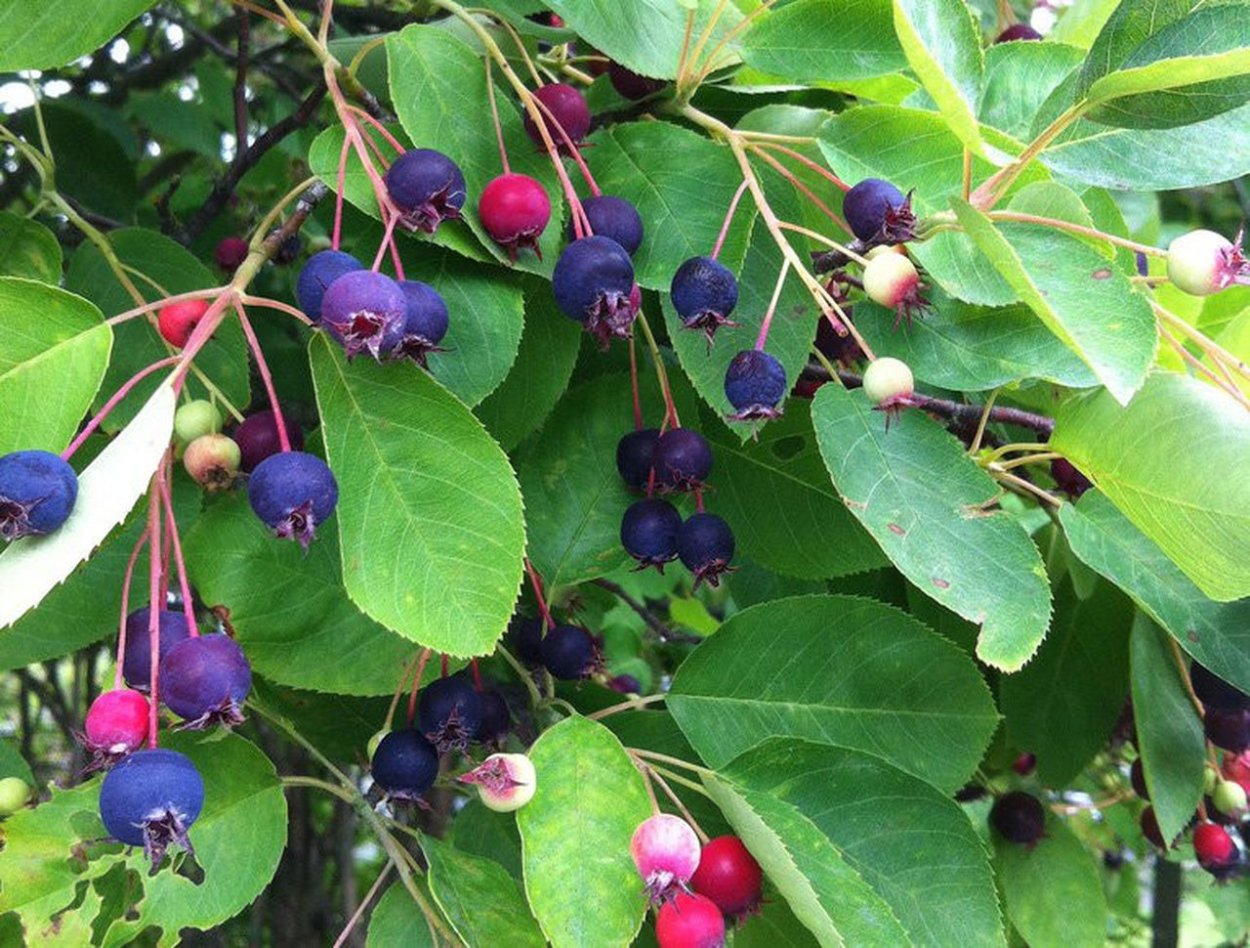 Ирга фиолетовая