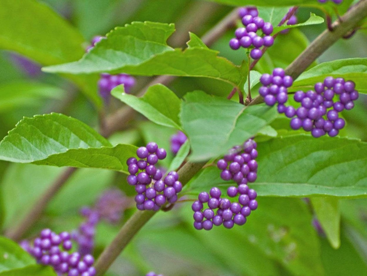 Callicarpa shikokiana