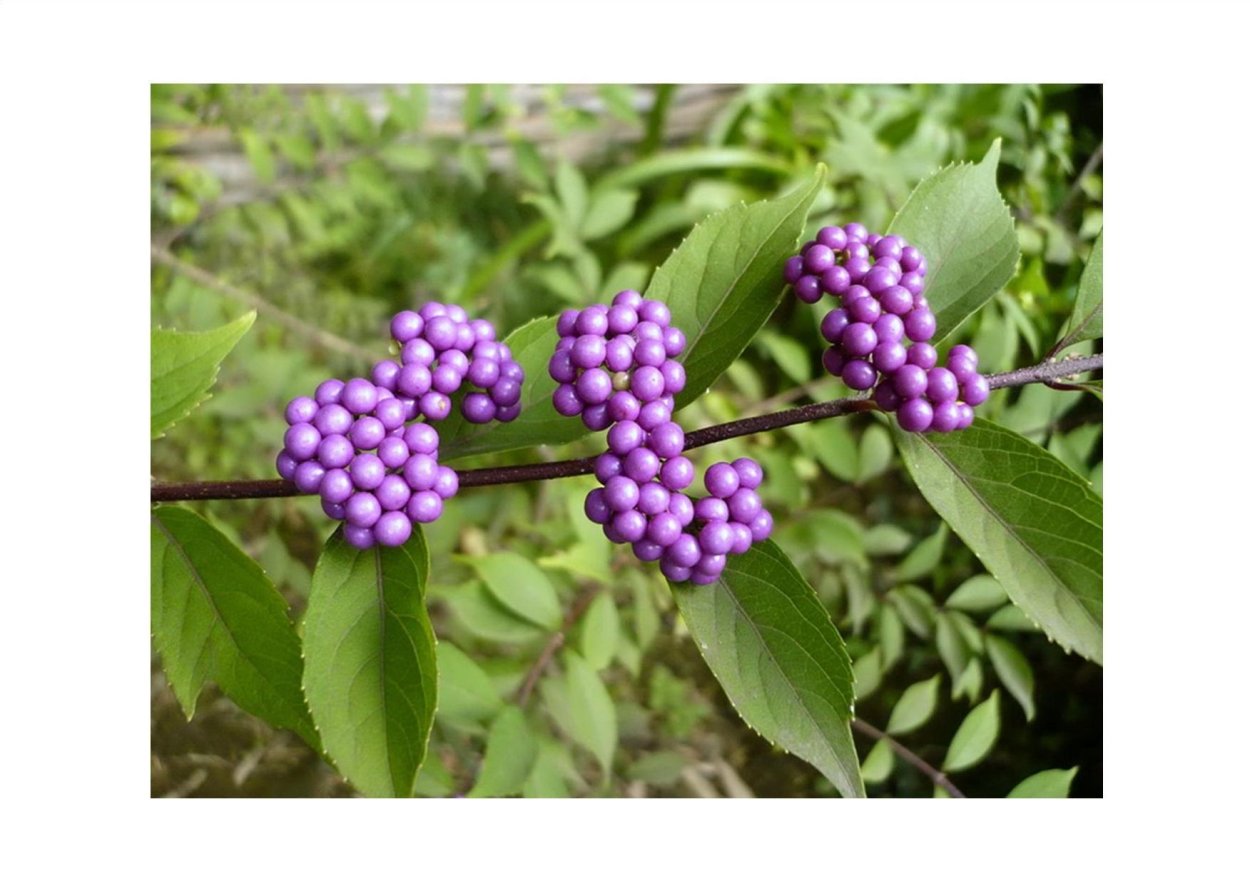 Красивоплодник (Callicarpa)