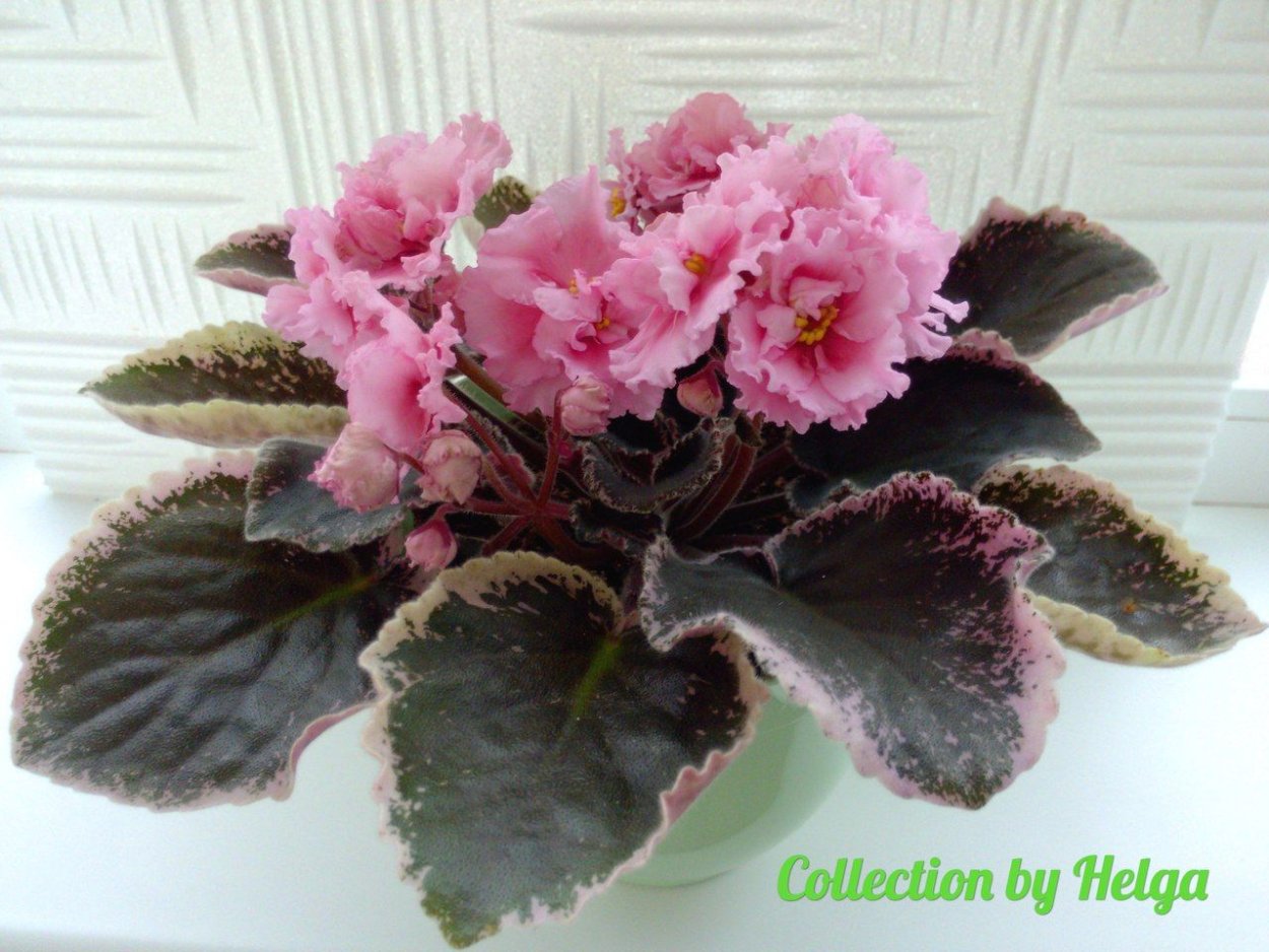 Сенполия модный кутюрье