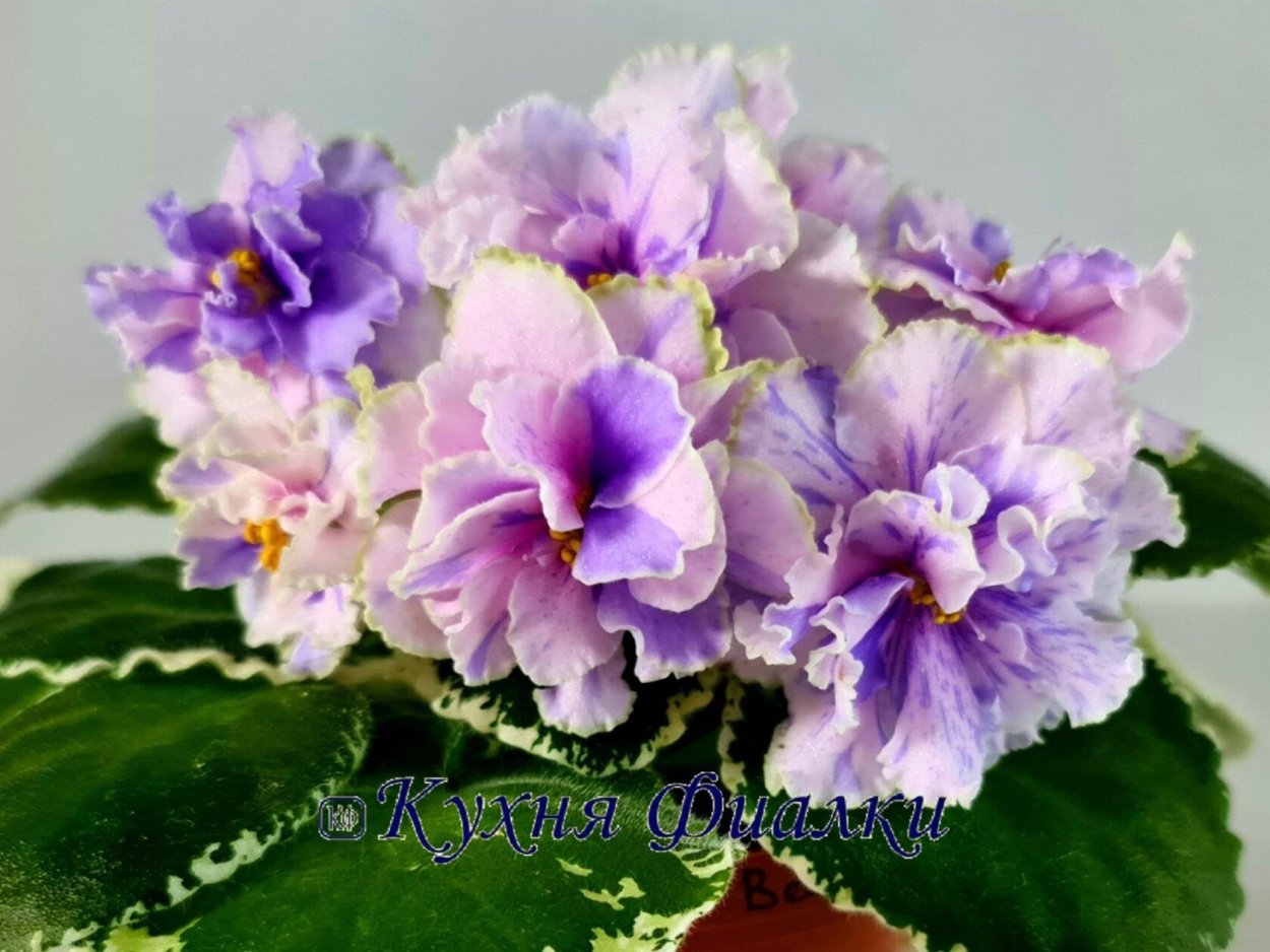 Фиалка Ле Грация