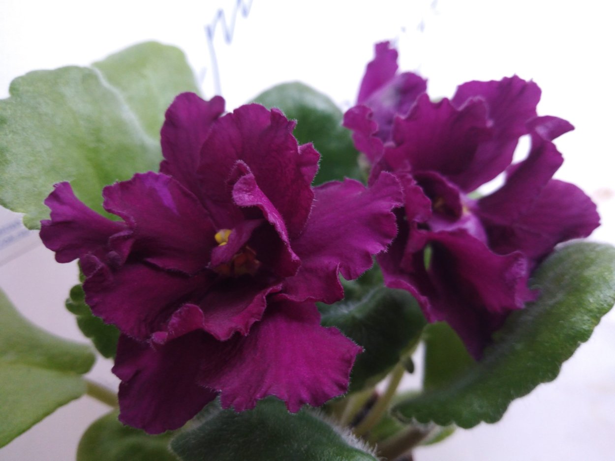 Фиалка ЕК черная Жемчужина