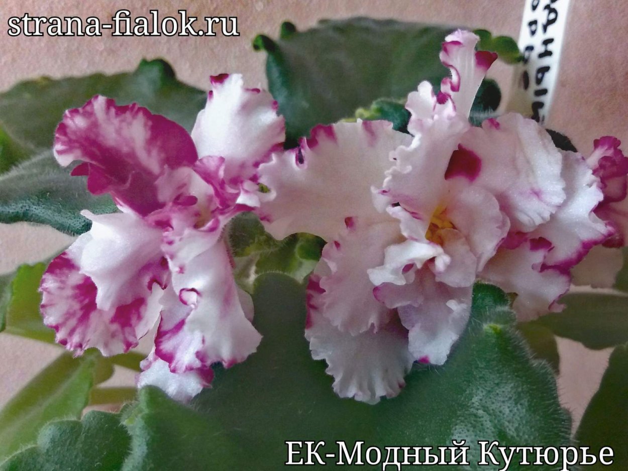 ЕК-модный кутюрье